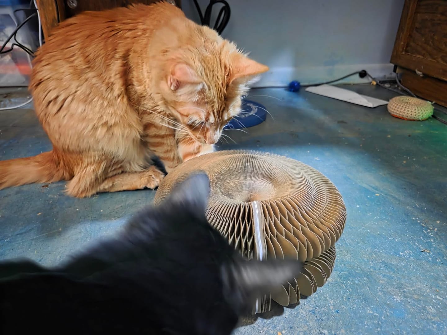 Foto del gato de Melisa